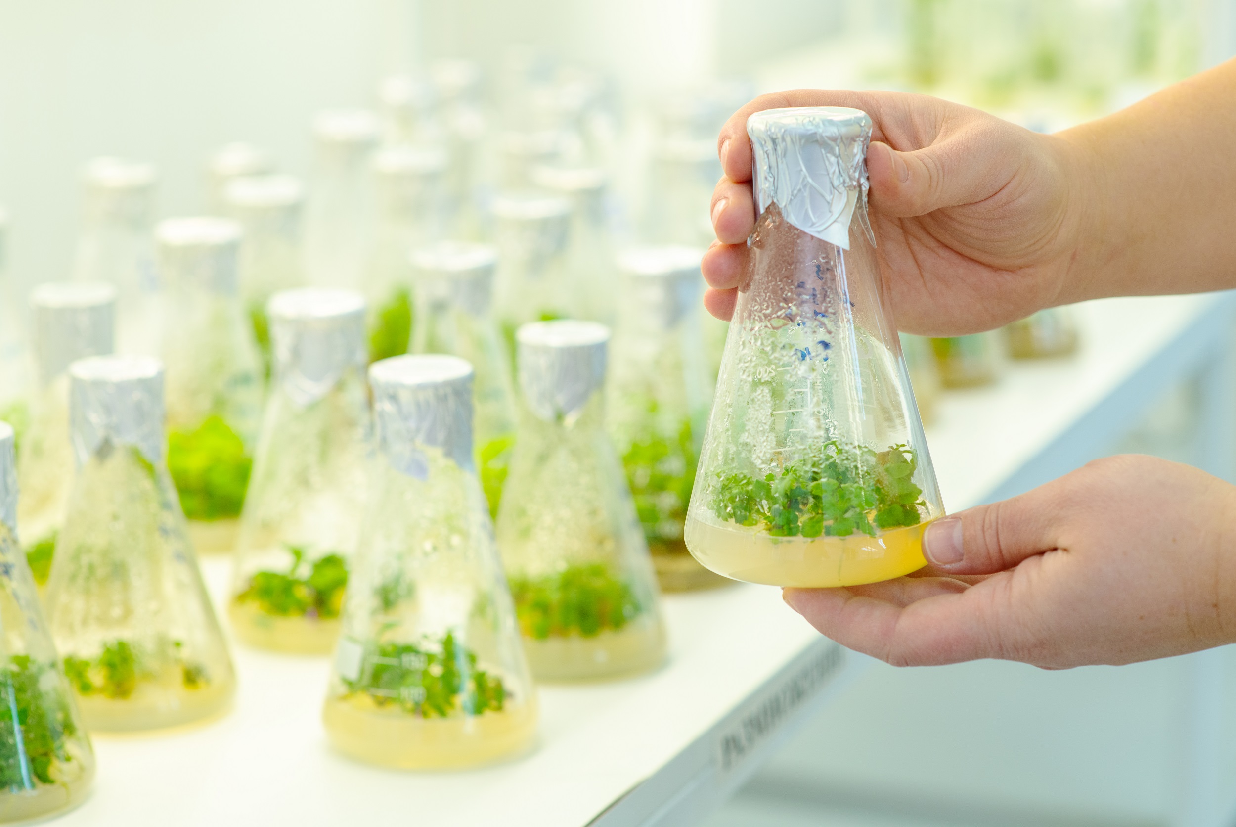 Scopri di più sull'articolo AMBIENTE